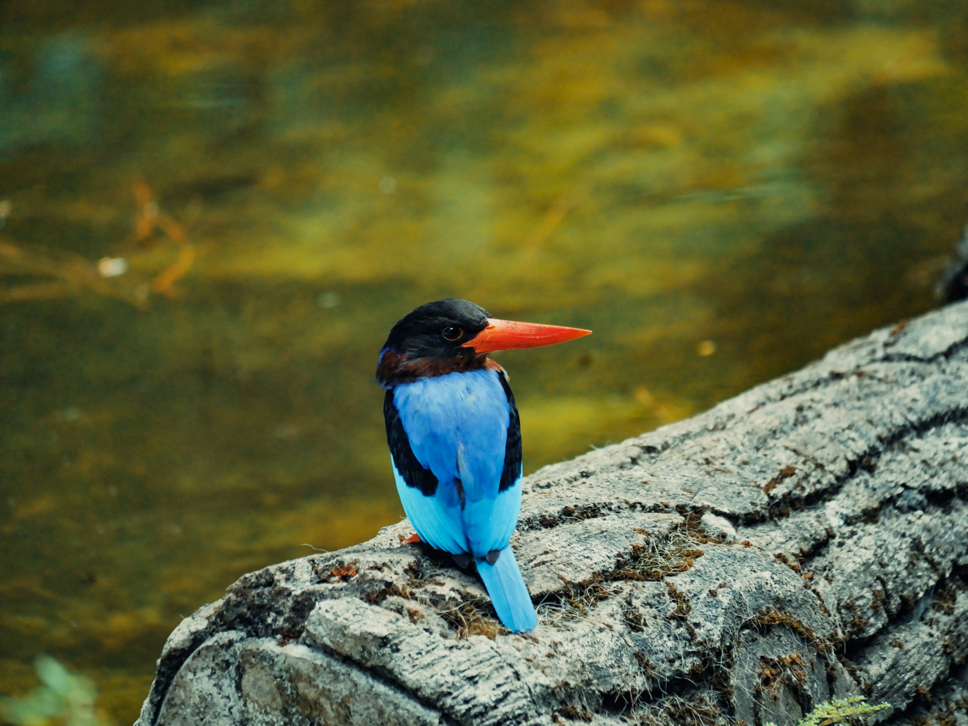 A small blue and black bird sitting on a tree branch